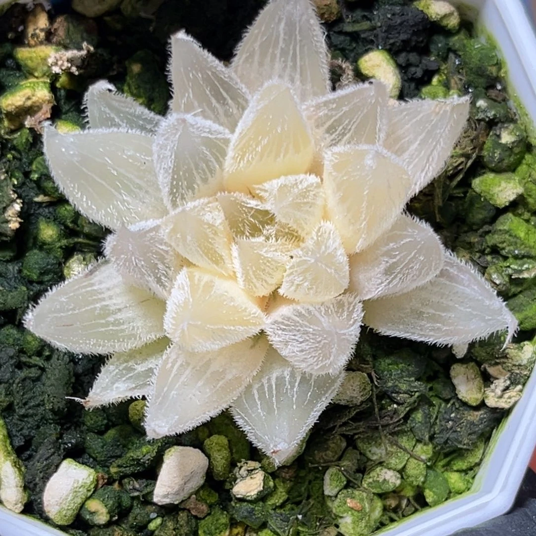 飘***叶恭喜发财大吉大利763