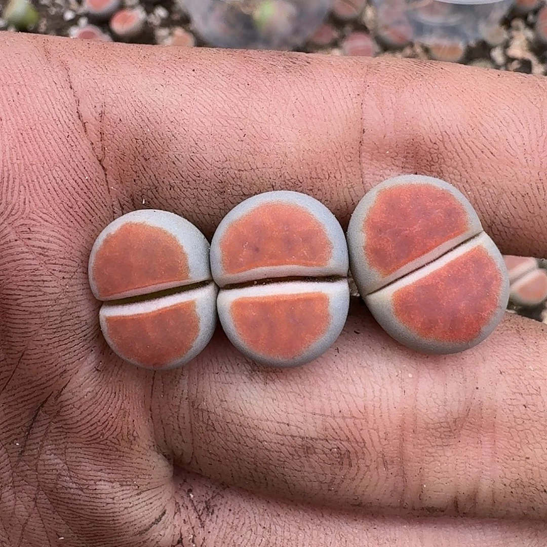 2884 哈哈哈哈哈哈哈哈