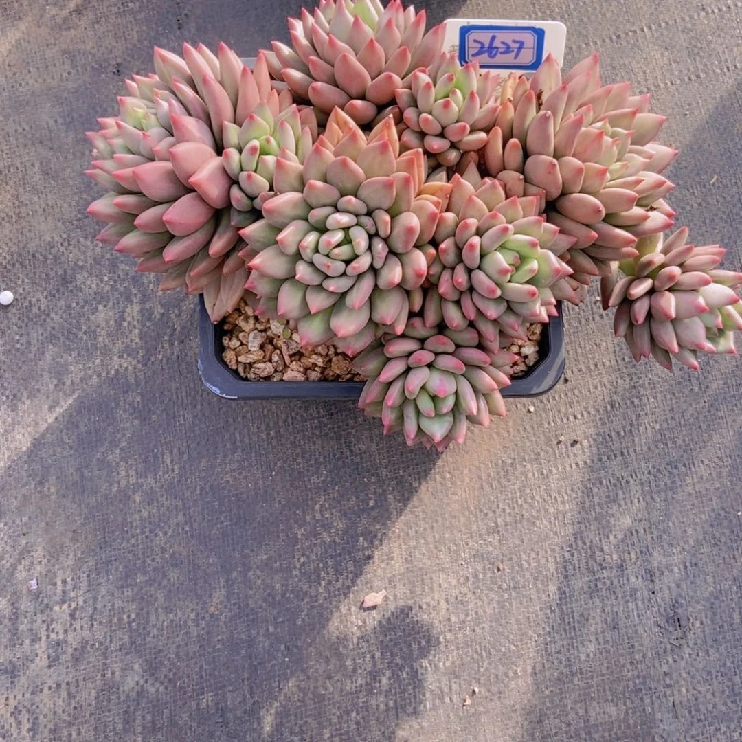 小***飞2627超大群米其林一颗