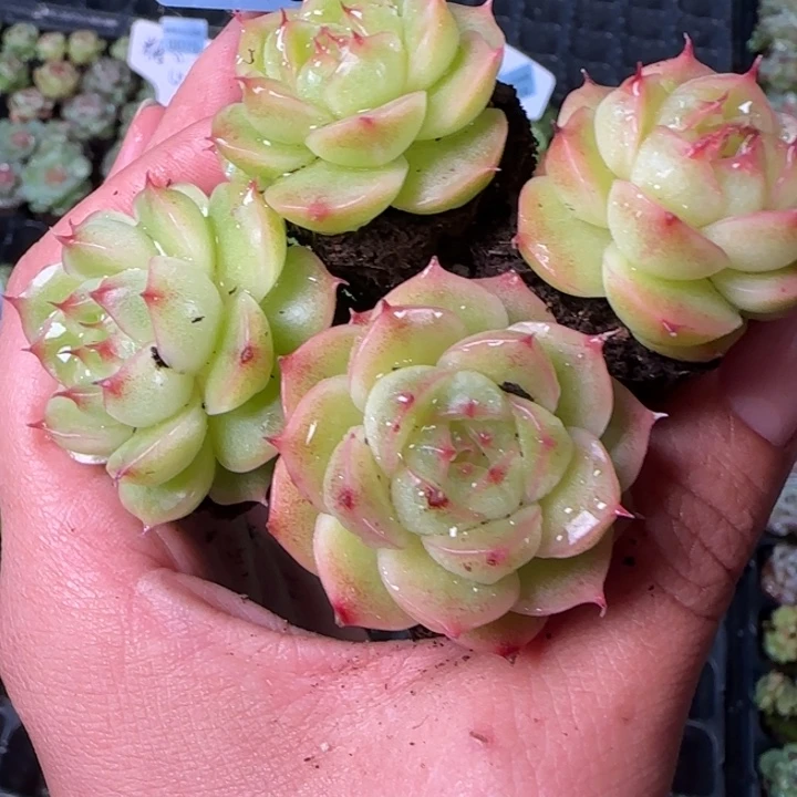 新店开播 全场9.9包邮18