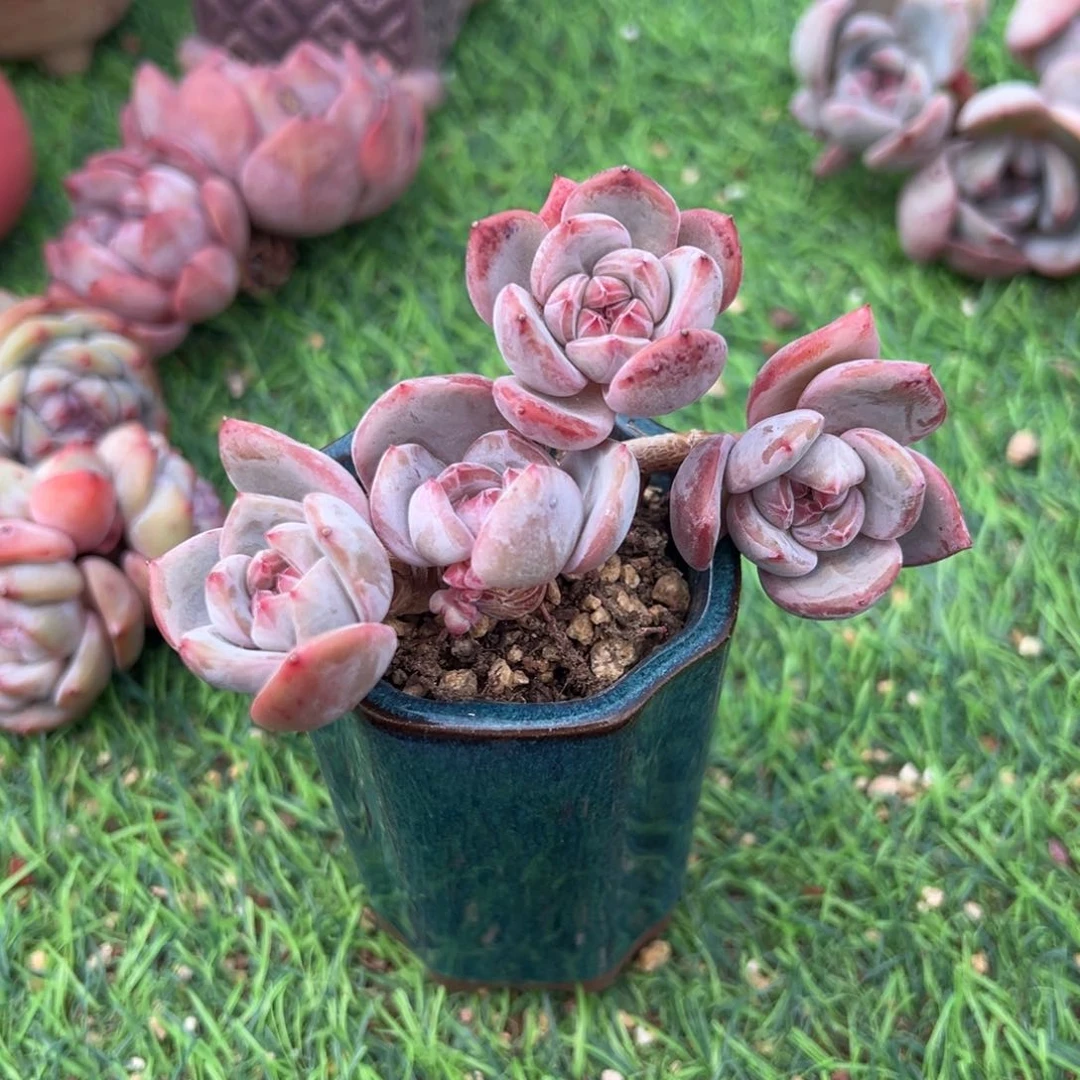 小****啊石榴籽星影小树福利