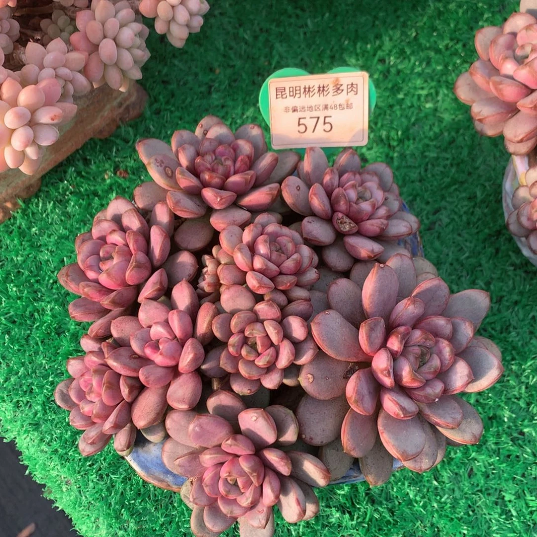 葡萄老桩无砍平头575