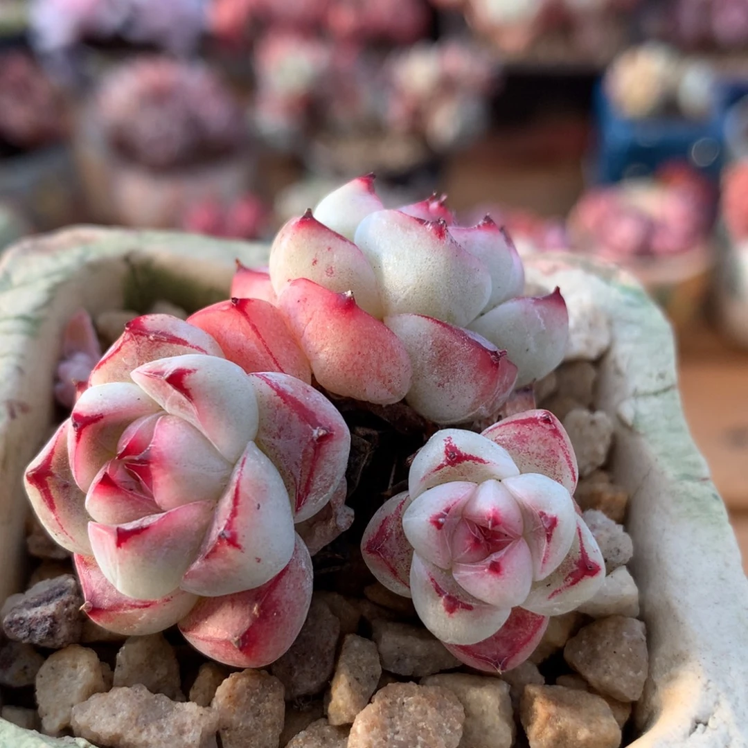 佳人一物一拍 001