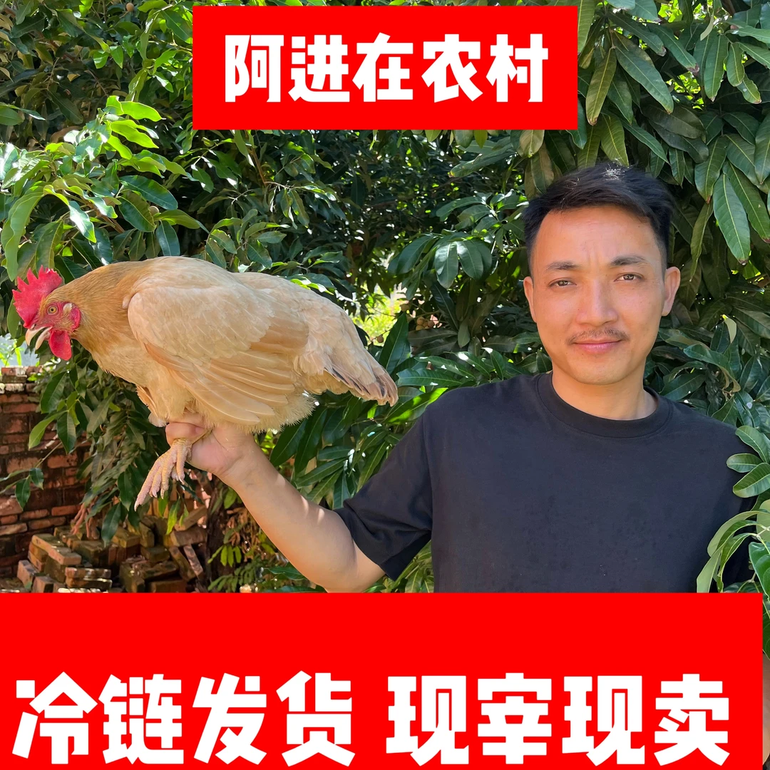 农户散养走地母鸡200天黄皮（湛江鸡包邮）