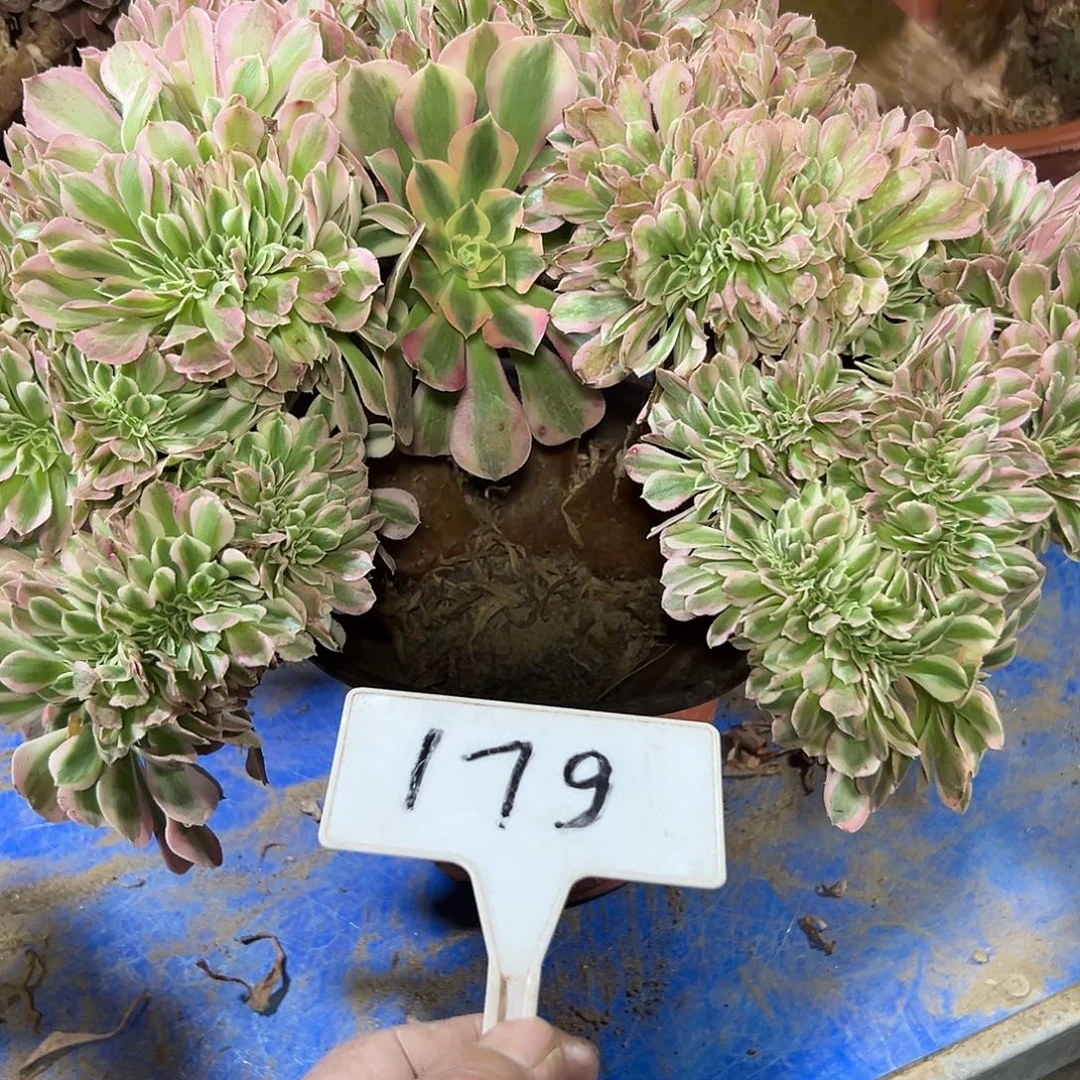 多肉植物粉女巫缀花179