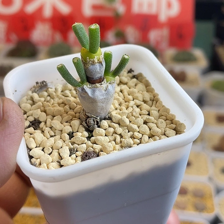 佳人园艺多肉生石花壁光环447