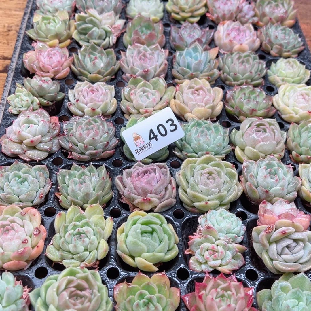 多肉植物多肉植物