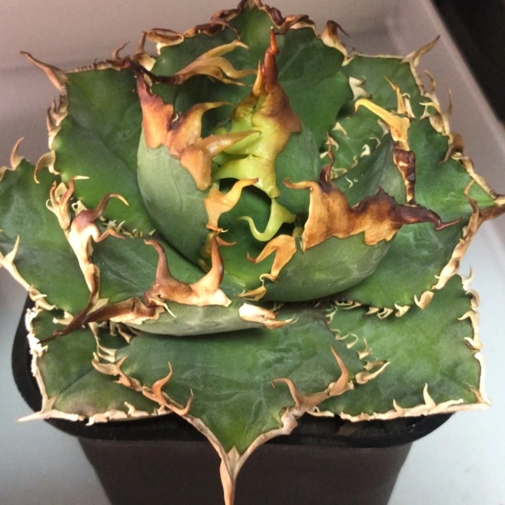 红狮仁王冠龙舌兰