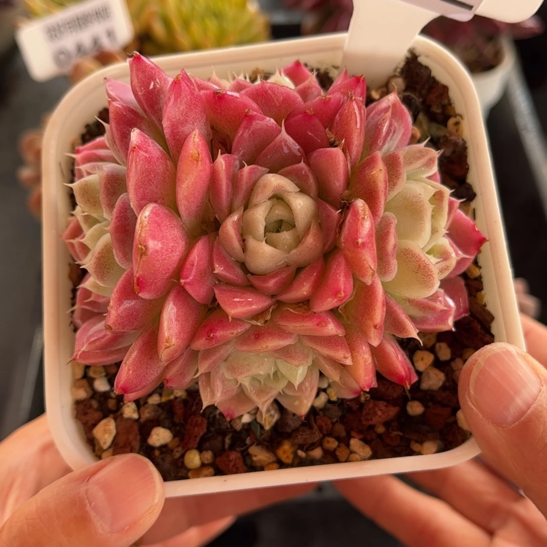 多肉植物0442 满30包邮