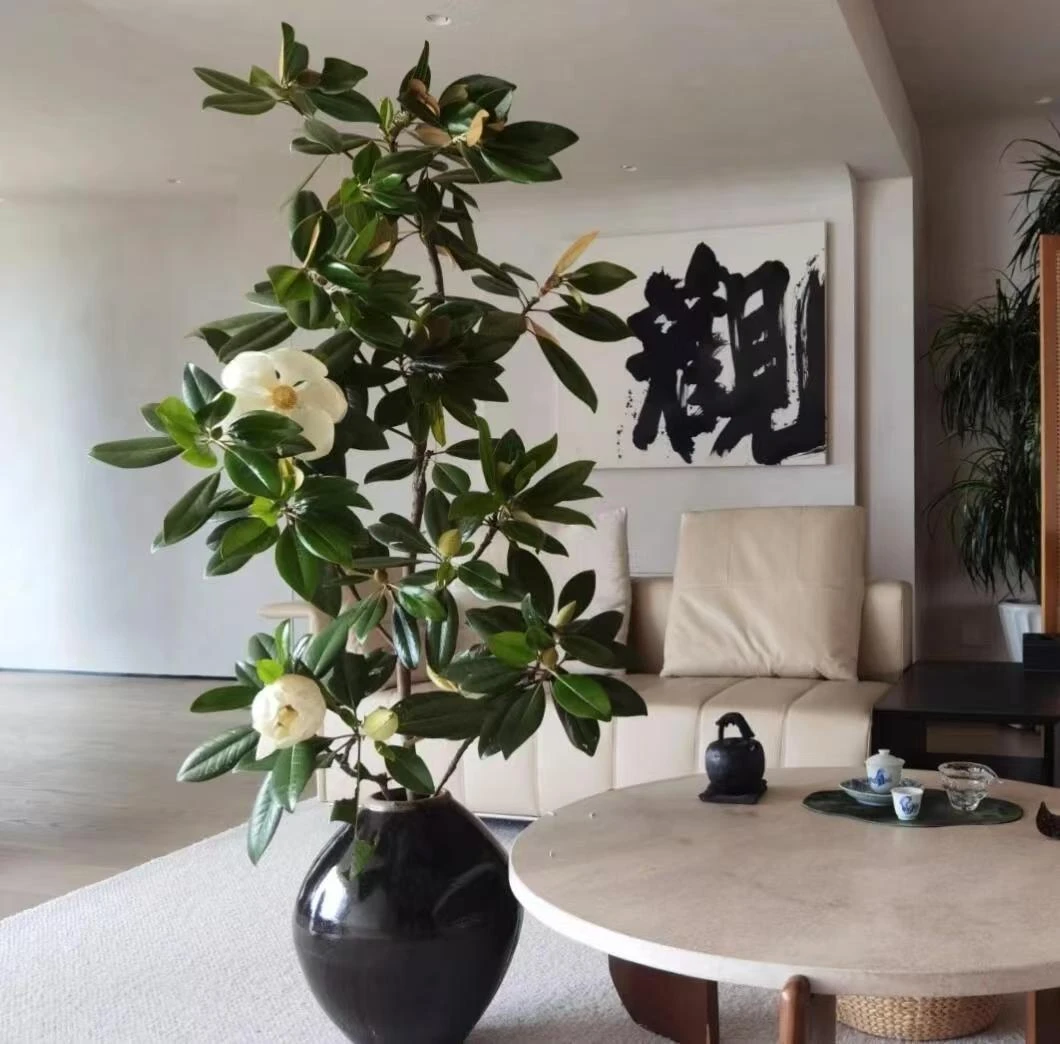 [广玉兰]国风意境感花材 叶子可做干花