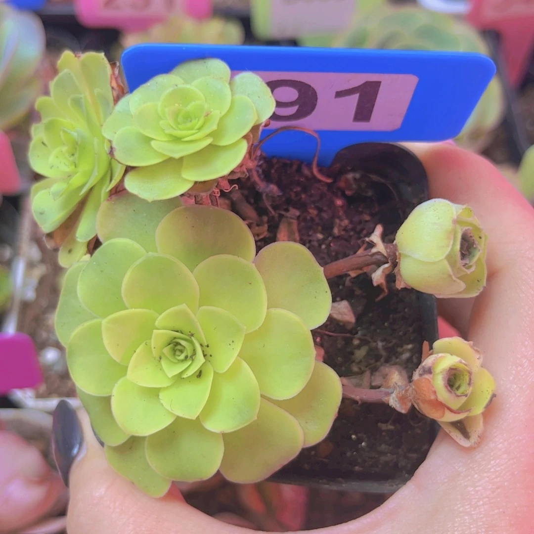 191山地玫瑰多头