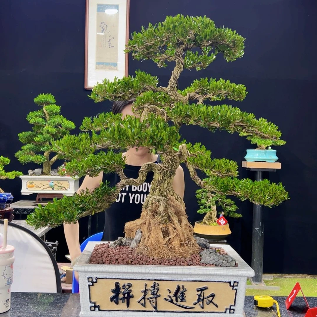 无花朵皱皮黄杨老桩