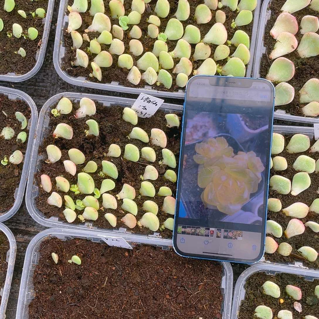 谪仙芝麻苗一个满25包邮