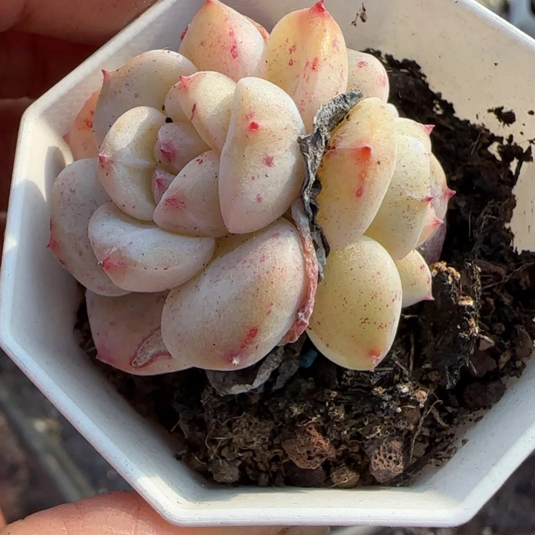 多肉小卡拉米糖心一物一拍