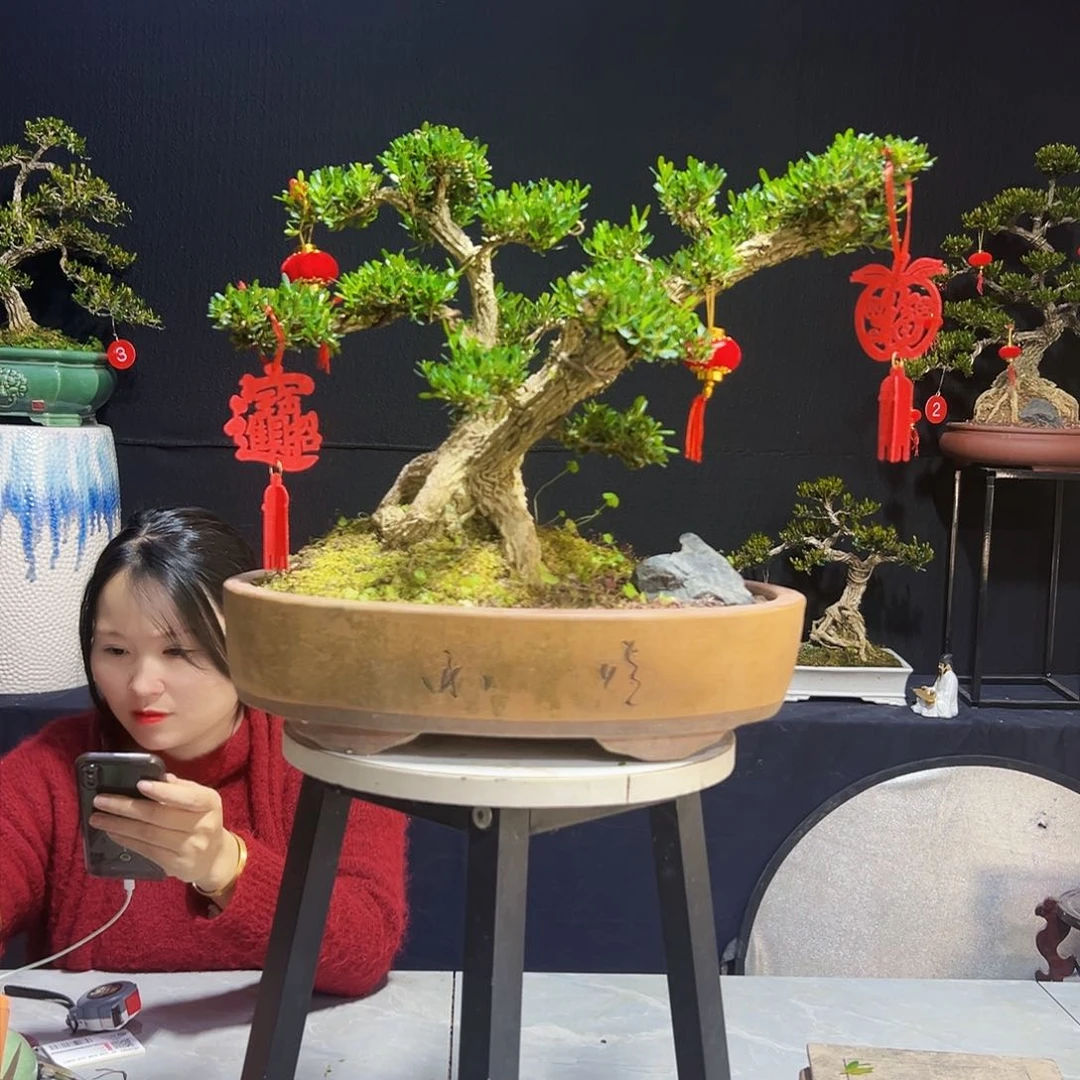 广东黄杨木盆景风**生皱皮黄杨木