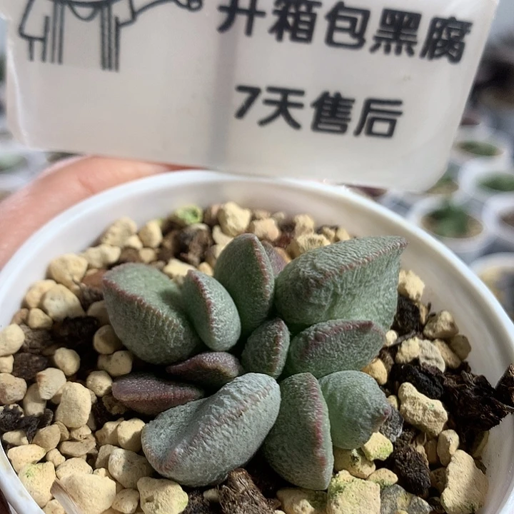 A7417 专拍专拍专拍