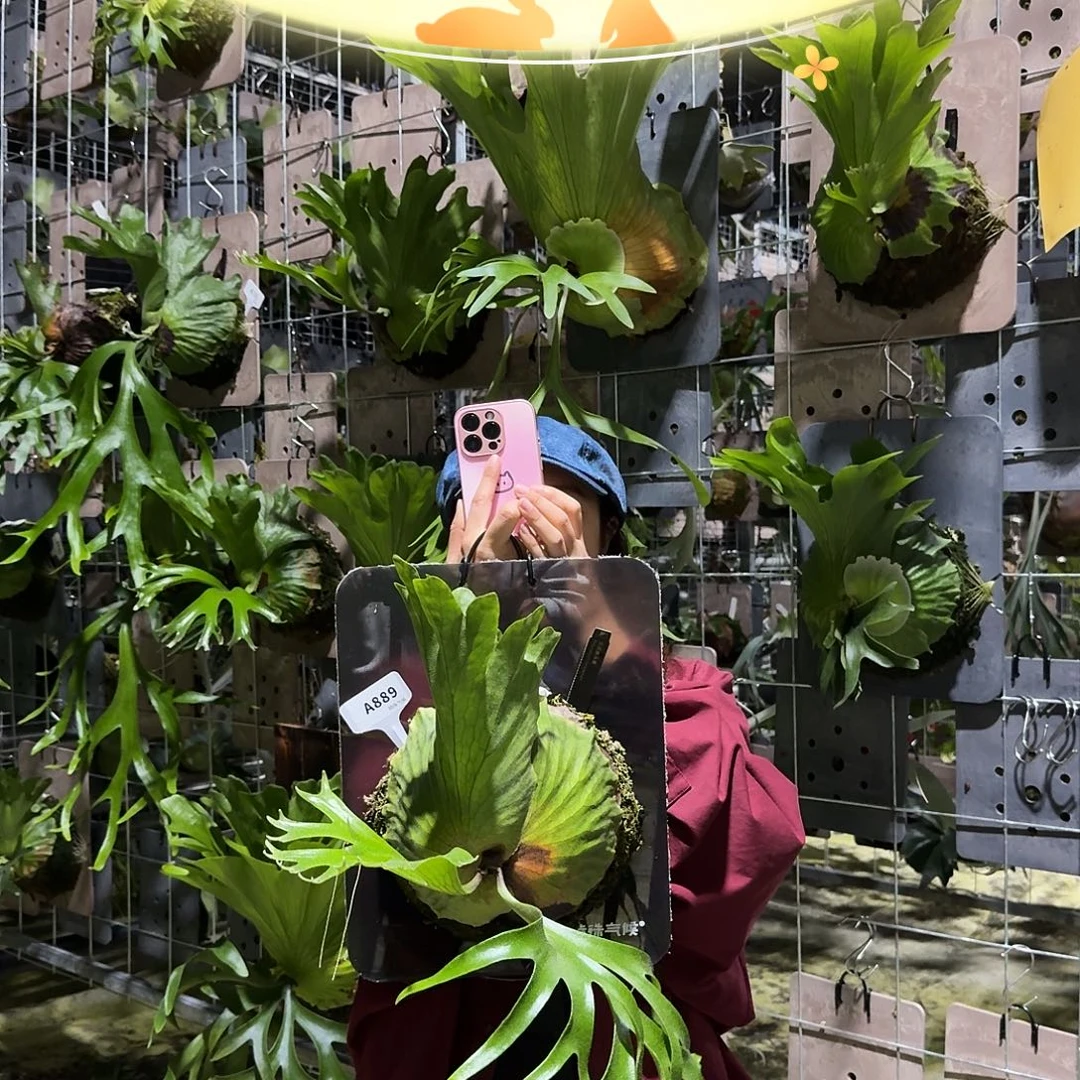 不开花植物A889-皇冠鹿角蕨（大）叶片微瑕