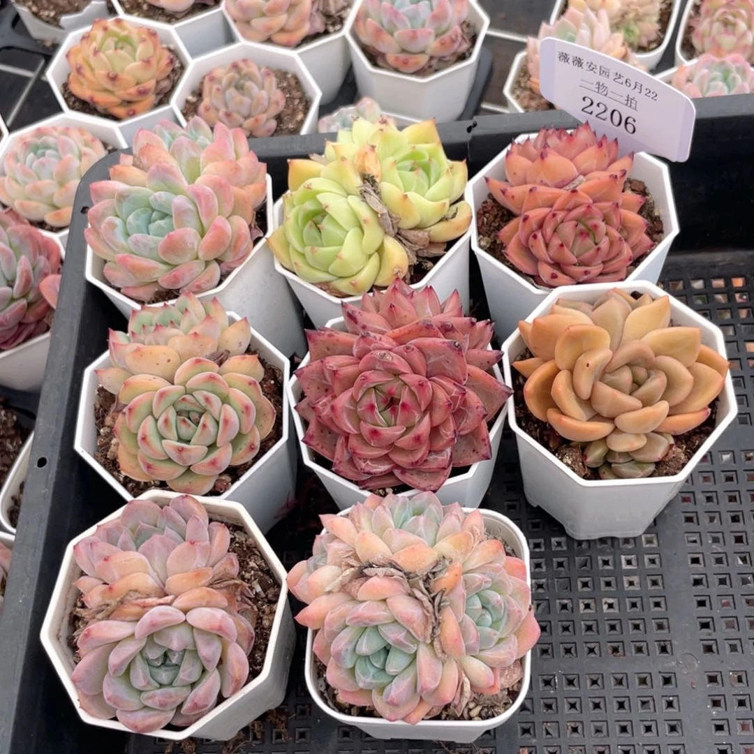 薇薇安园艺多肉2206