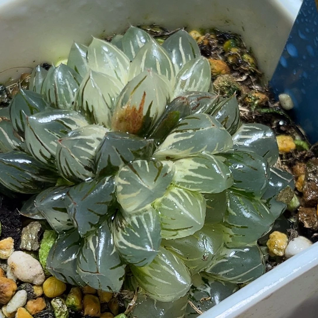 恭喜发财大吉大利 895