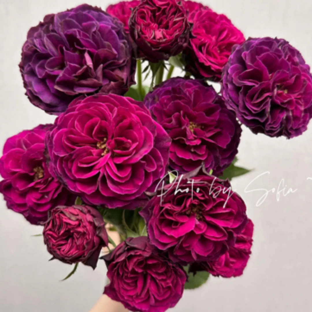 蓝莓戒指 Officine美好花市 植艺基地直采鲜切花顺丰空运