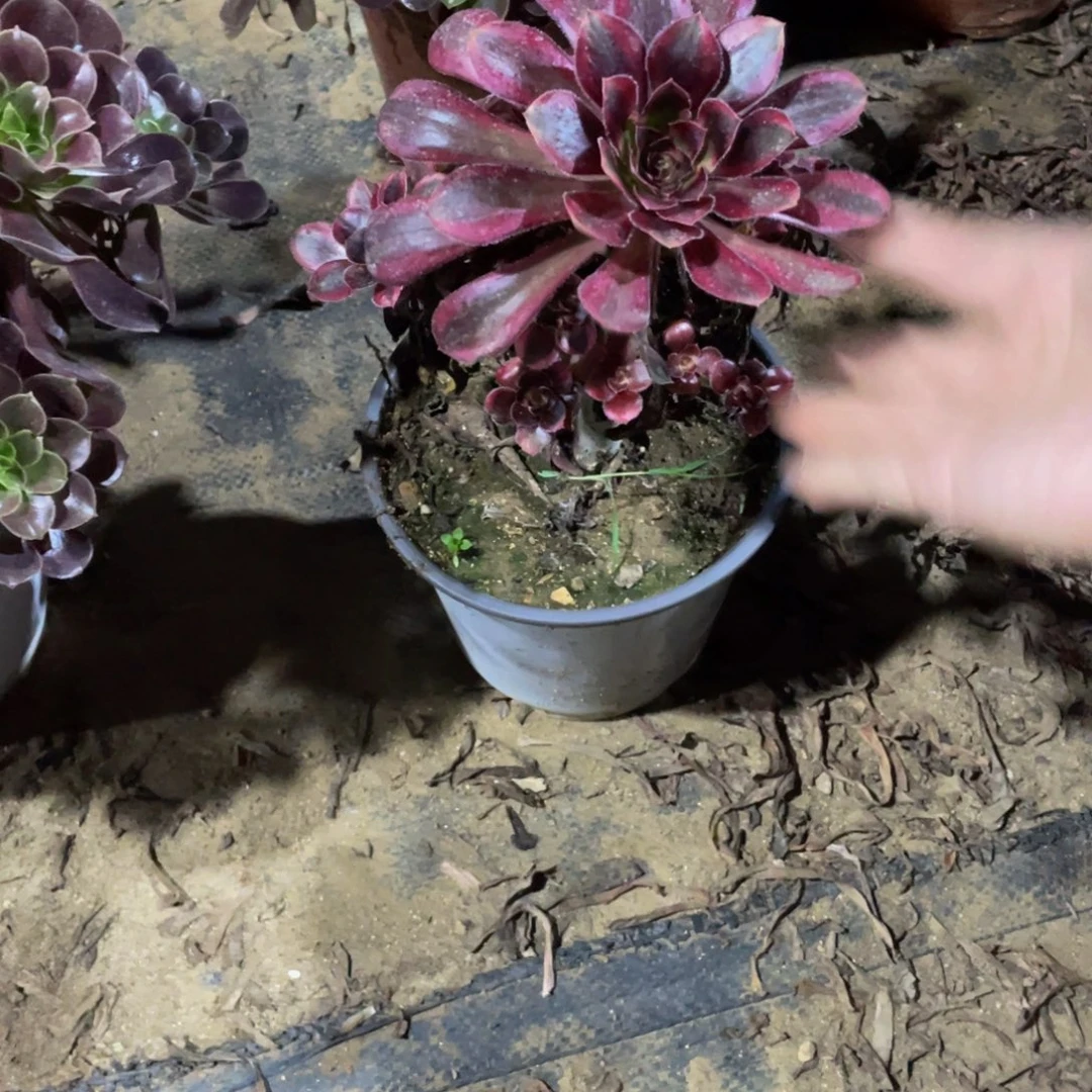 用***0585香奈儿法师多肉断枝不包