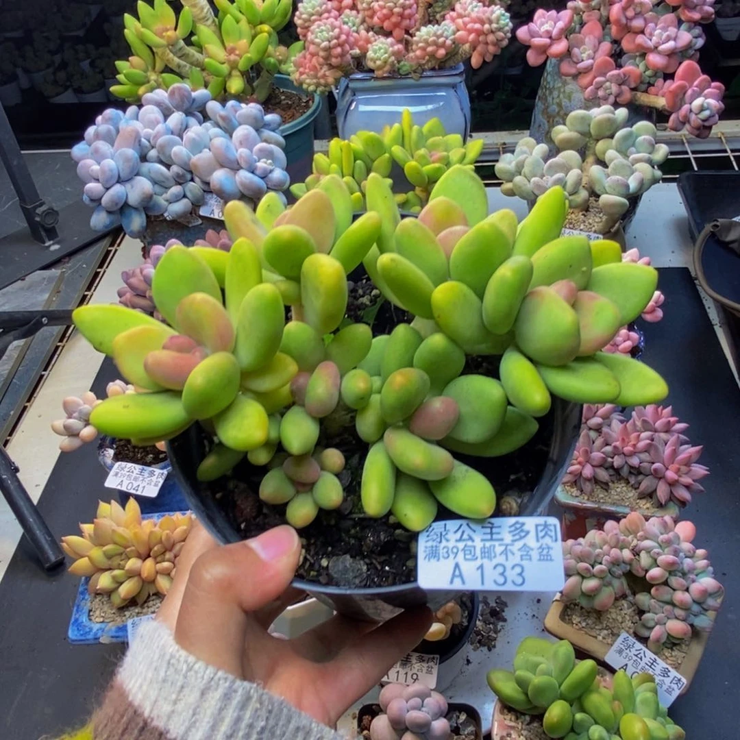 袅*133芒果奶多肉12c m
