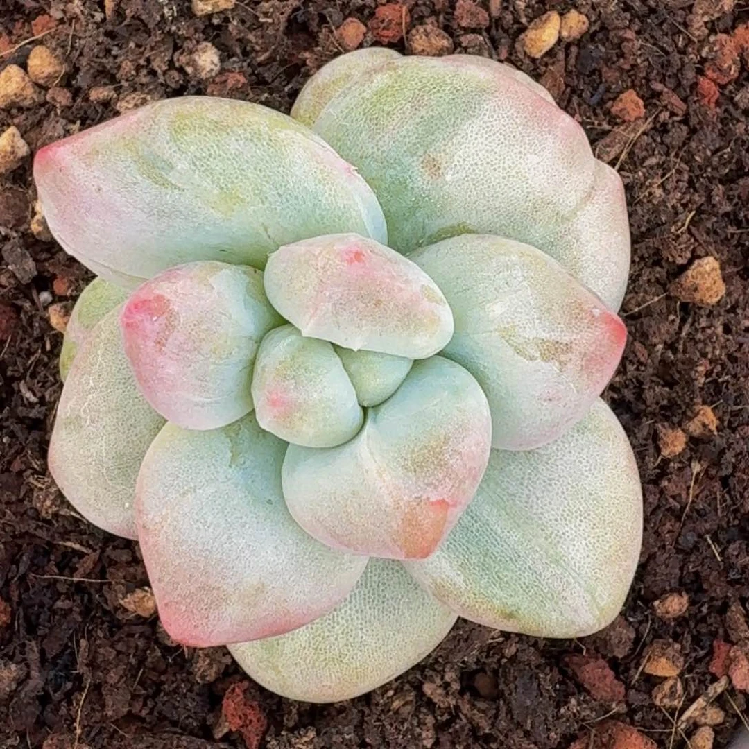 美人系多肉植物一物一拍
