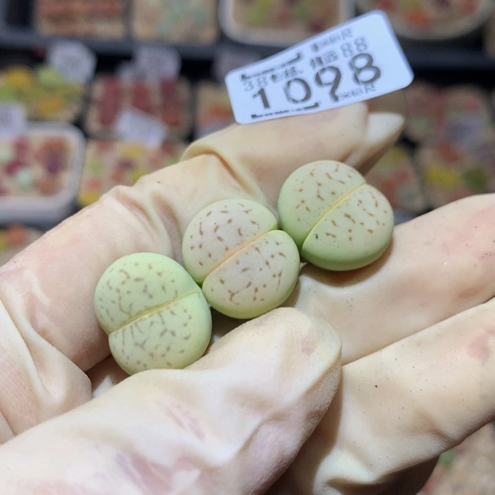 ?***?Sss精品生石花1098