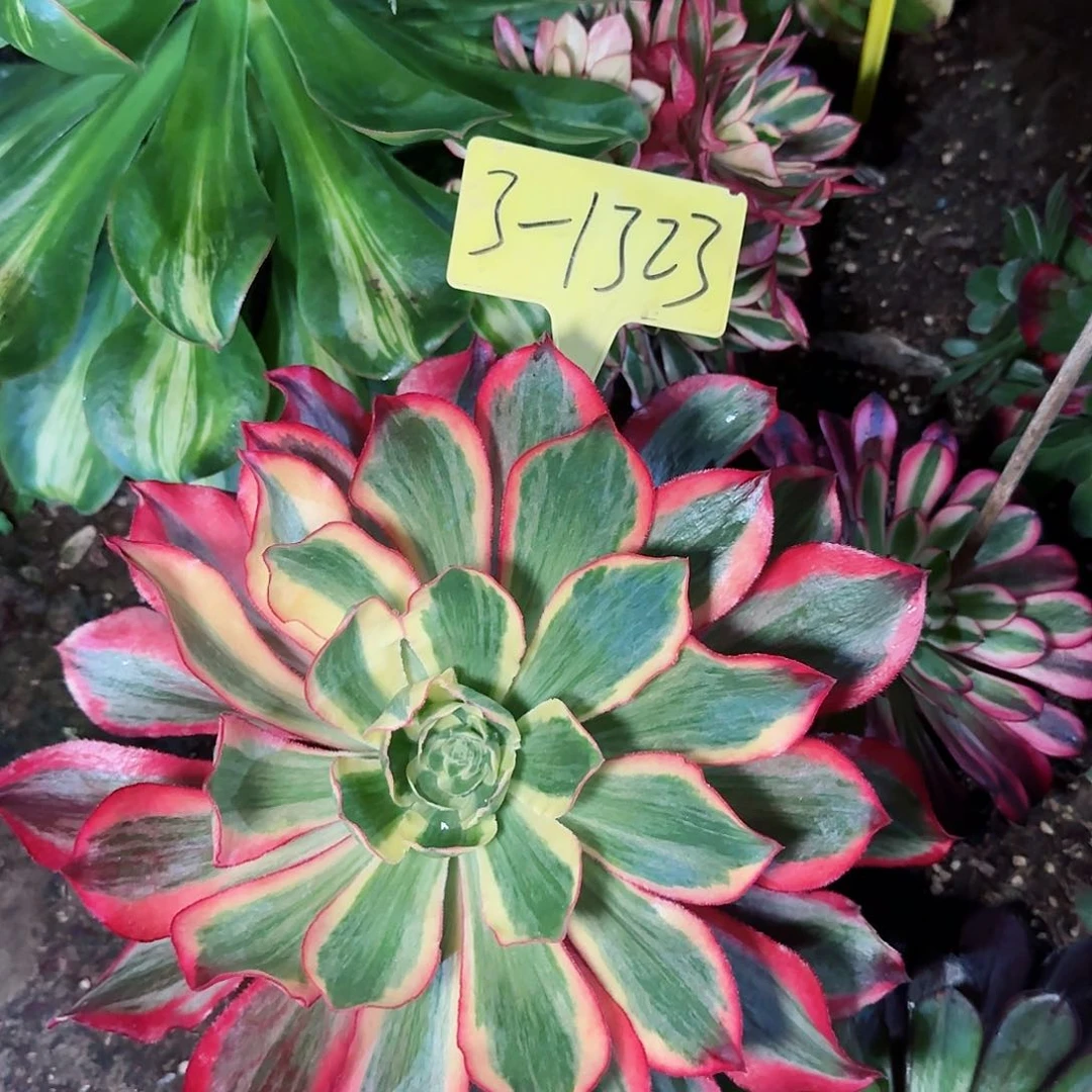 3-1323---多头多肉魅影