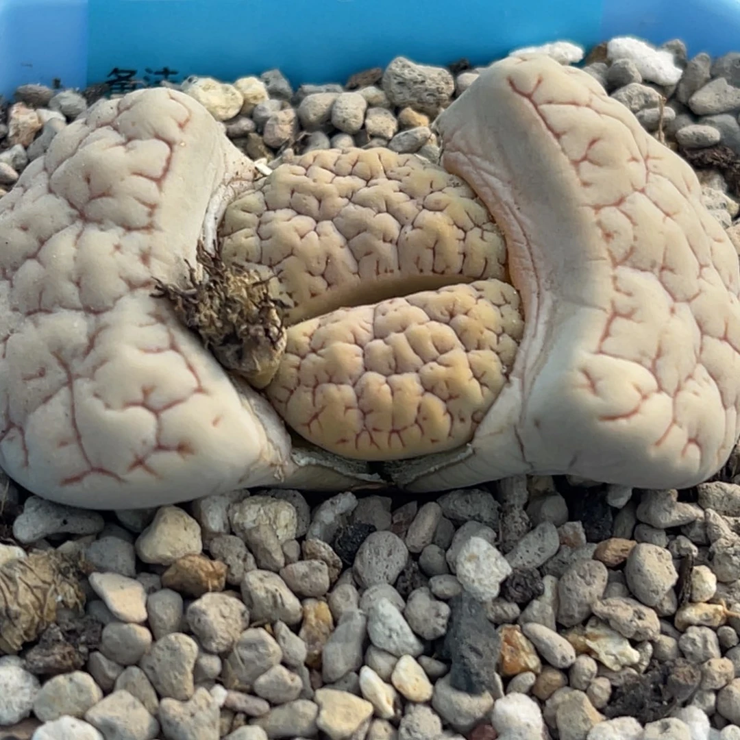 7624凹凸红纹189一颗