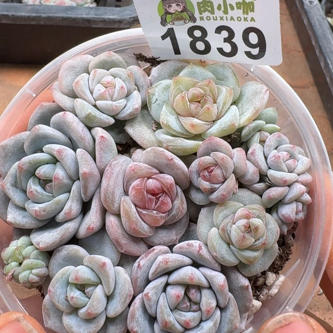 多肉植物多肉植物