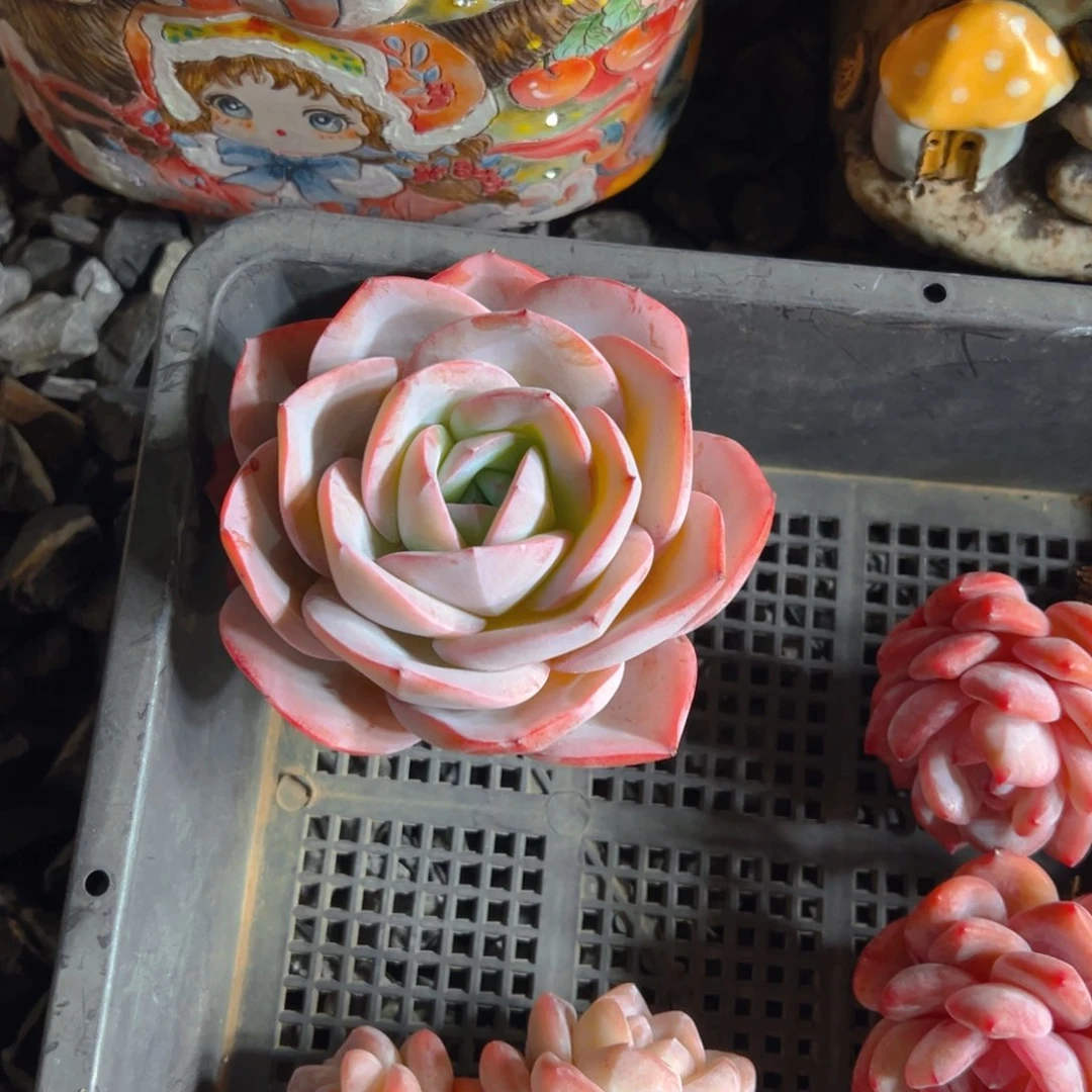 布鲁蓝一个11111111