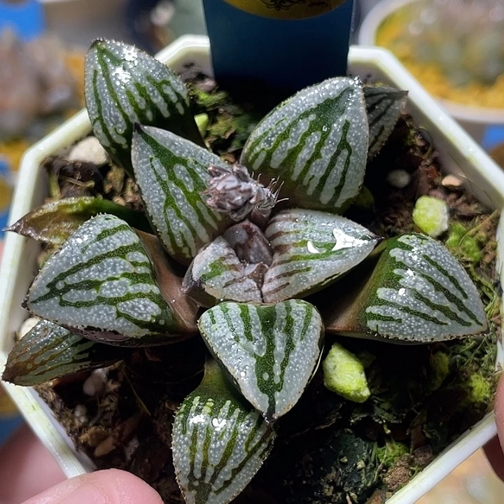 646快克特选福利一物