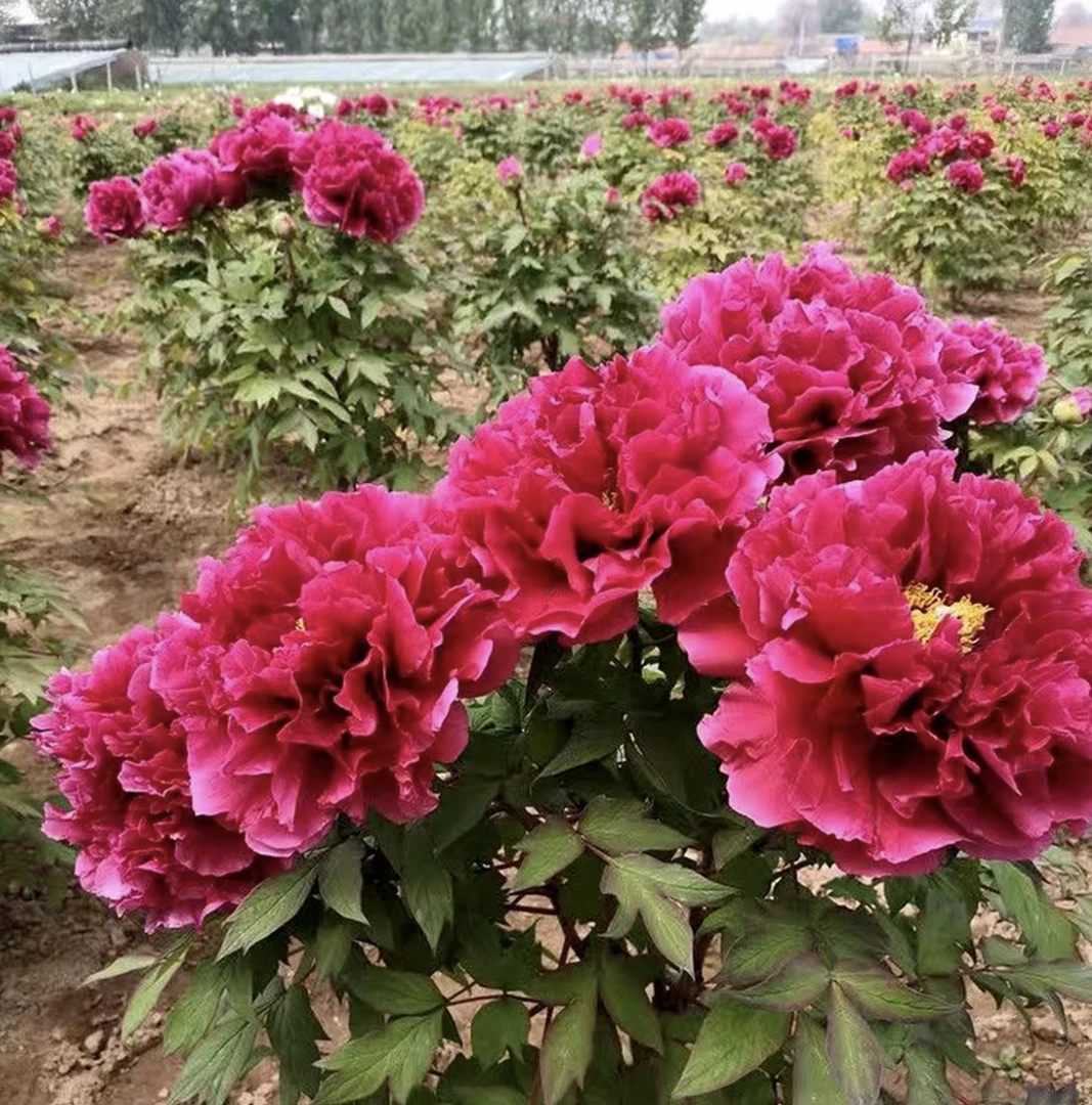 【花王】带土球 八年苗  /正宗洛阳观赏性牡丹