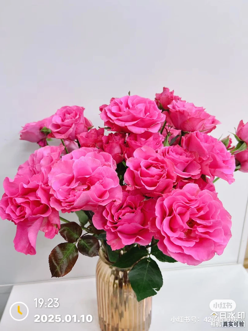 【好物鲜花】稀有美人鱼多头10支 两单包邮