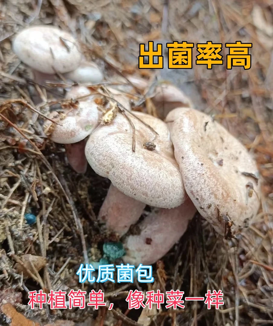 人工乌枞菌新鲜菌种家种包请爹菌松树菌黄碟菌松菌菇平菇四季培植