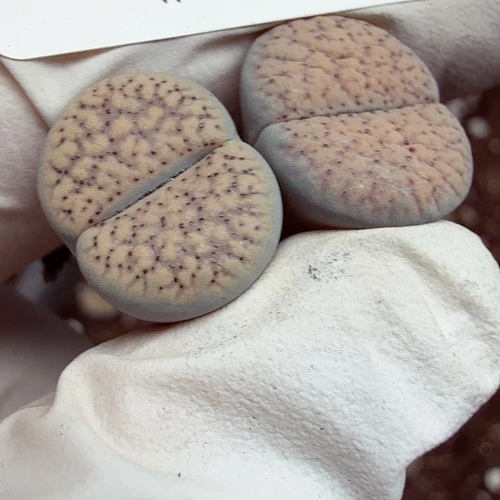 这个点睡一回是471好