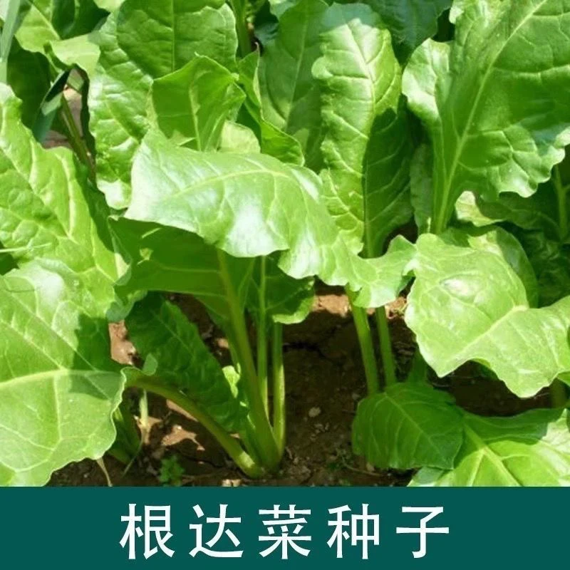【全店满8包包邮】根达菜种子君子菜种籽蔬菜种子