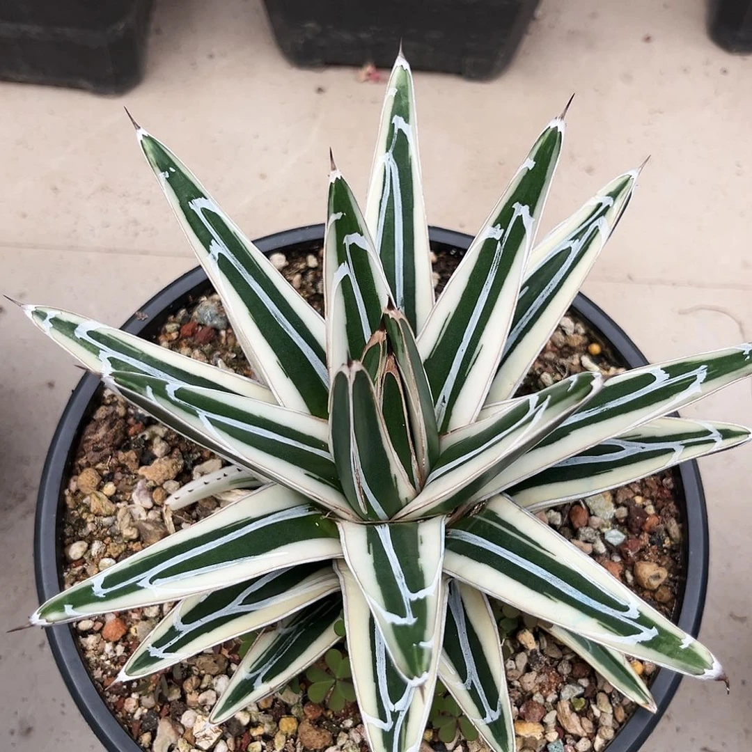 潮流植物优选冰山