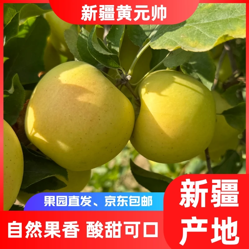 【京东发货】新疆伊犁黄元帅金冠苹果到手12个应季水果京东