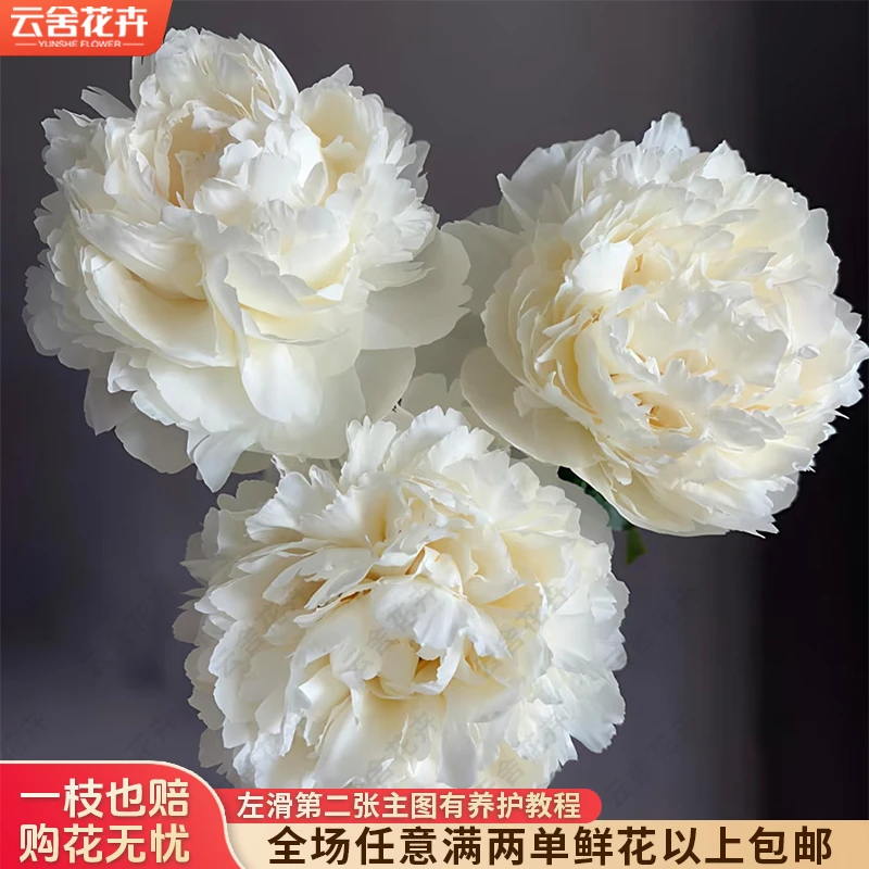 【云舍花卉】【奶油碗】芍药【花期短介意勿拍】满两单及以上鲜花包邮