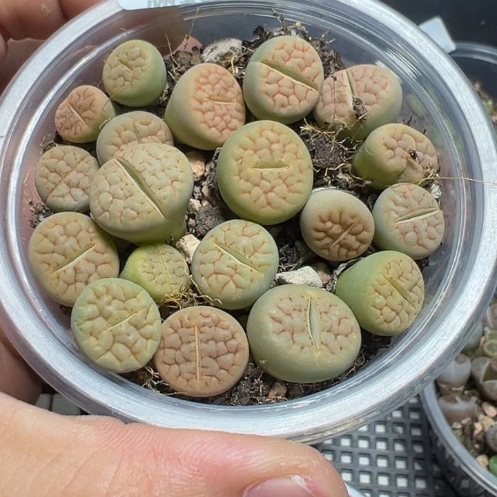 【闪购商品】 481。