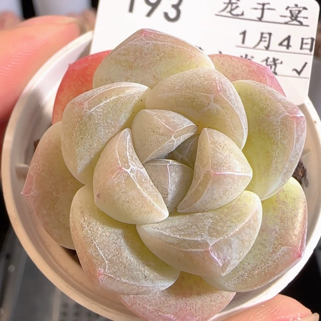 多肉0104-193冰玉