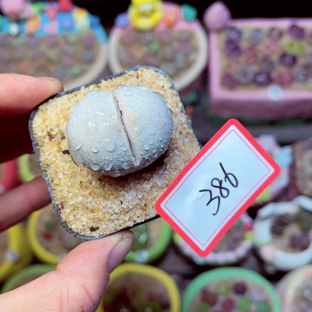 386生石花带盆发1