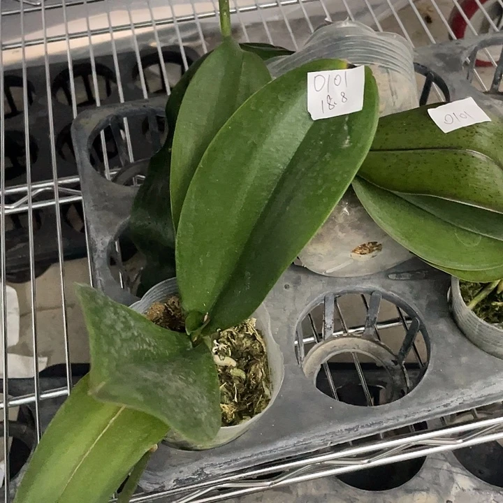 x***a完全开放处理2.8寸双花剑绿如意变异不售后