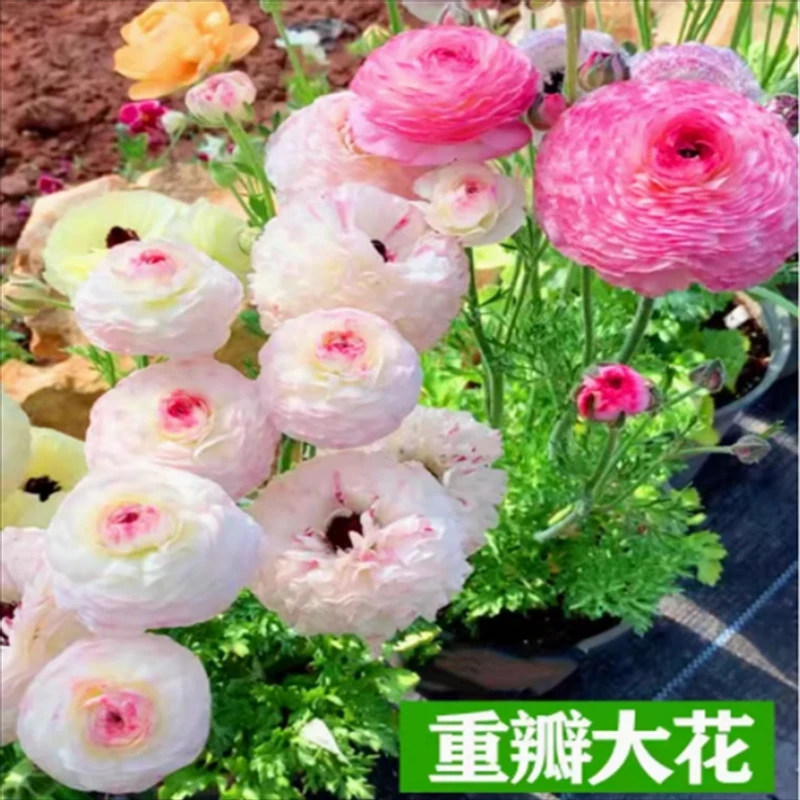 毛花茛种球花毛茛进口重瓣球根花卉植物室内洋牡丹易养好活植物花