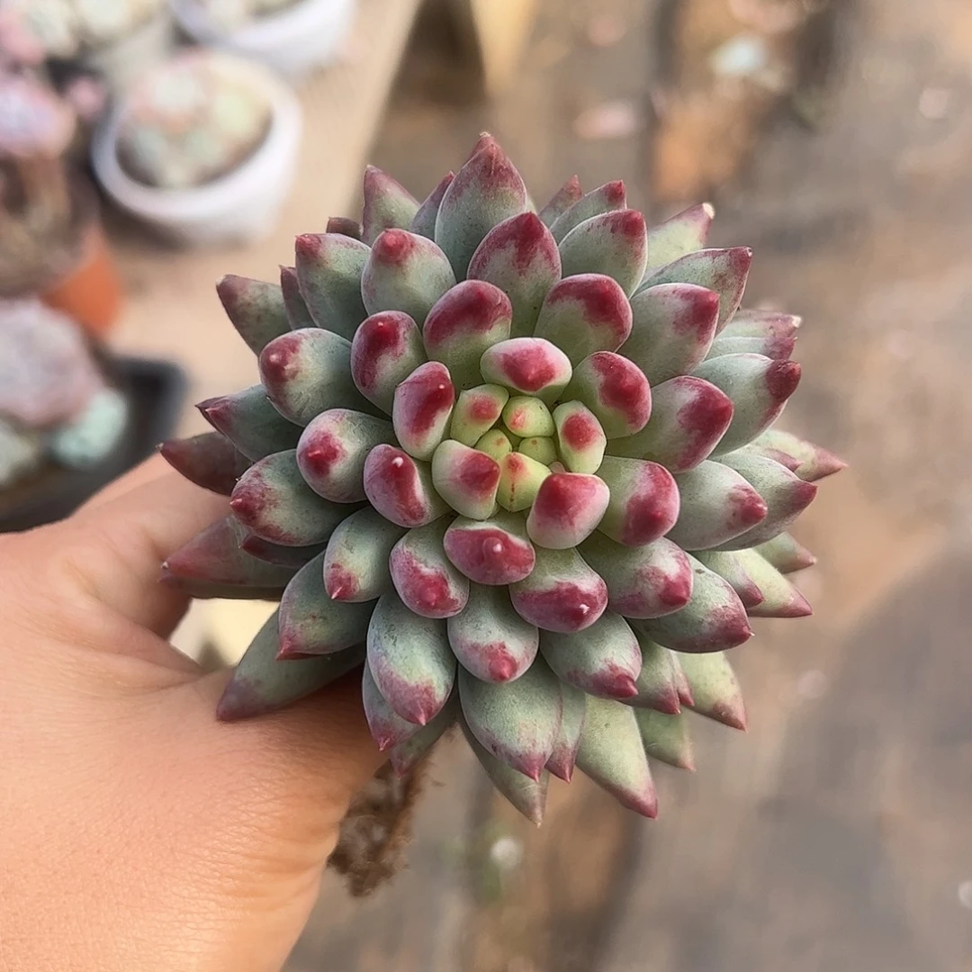 虞美人单头老桩，一物一拍