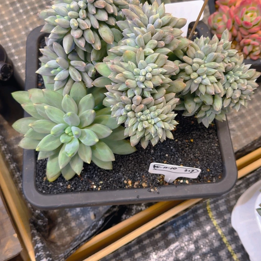 b***d一物一拍大哥特缀319