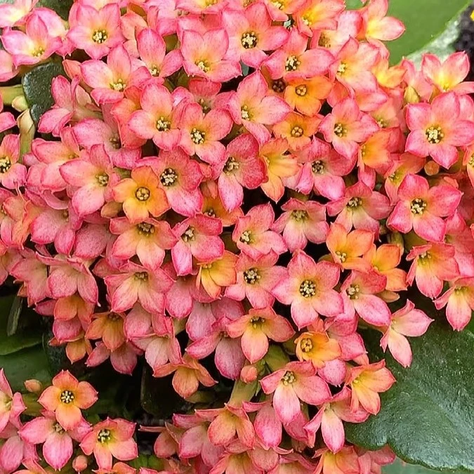 粉欧泊 单瓣带花苞昊景130口径盆