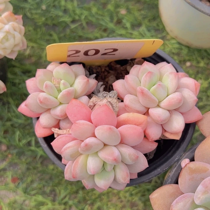 健健康康平平安安